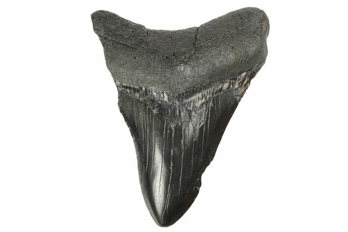 Fossil Megalodon Tooth - South Carolina #168214